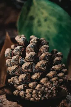 Pinecones — Сосновые шишки
