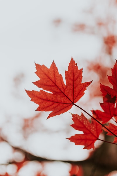 maple — клён