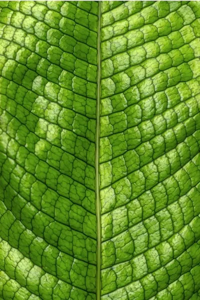 Frond — вайя