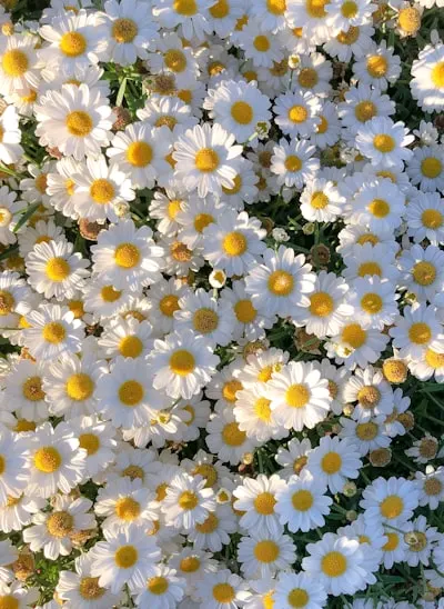 Daisy — ромашка