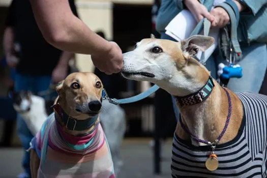 Retired greyhound — Пенсионер, бывший грейхаунд.
