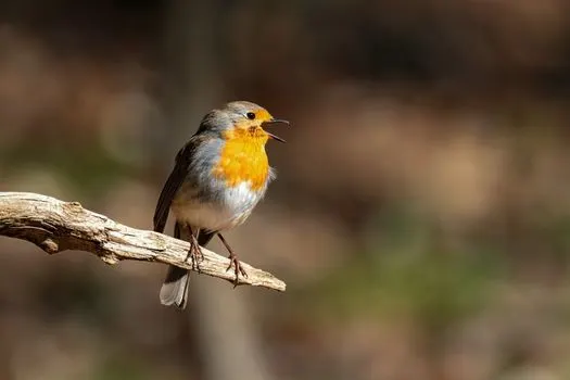 Chirp — Чирикать