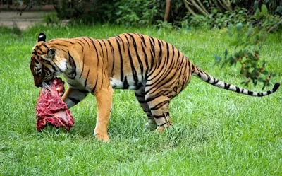carnivore — хищник