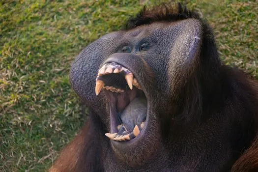 Great apes — человекообразные обезьяны