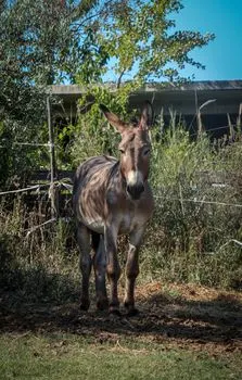 mule — Мул