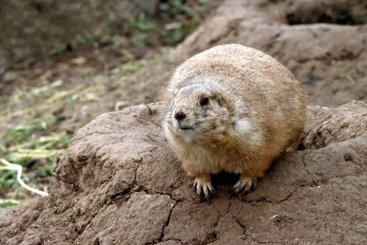 Marmot — сурок