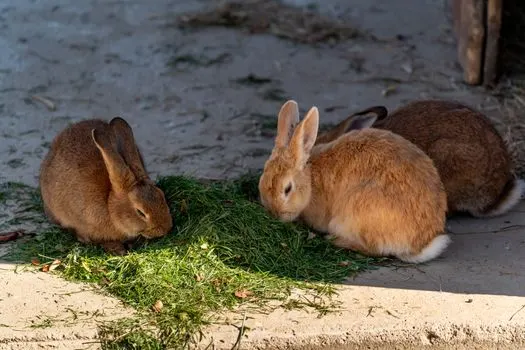 Kaninchen — Кролик