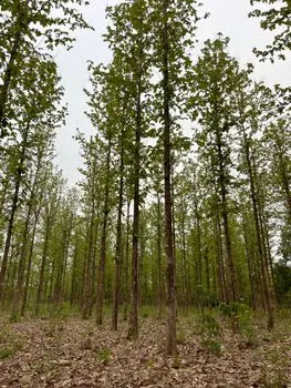 Hardwood — Лиственная древесина