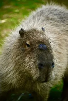 capybara — капибара