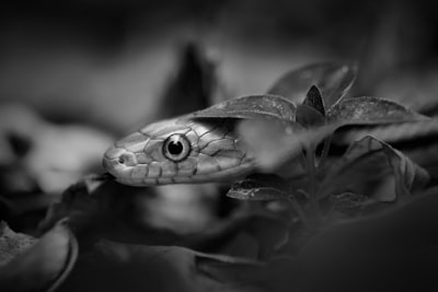 Slither — скользить