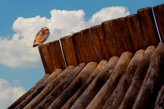 Hoot — Ух