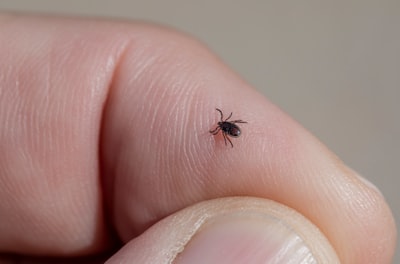 tick — галочка