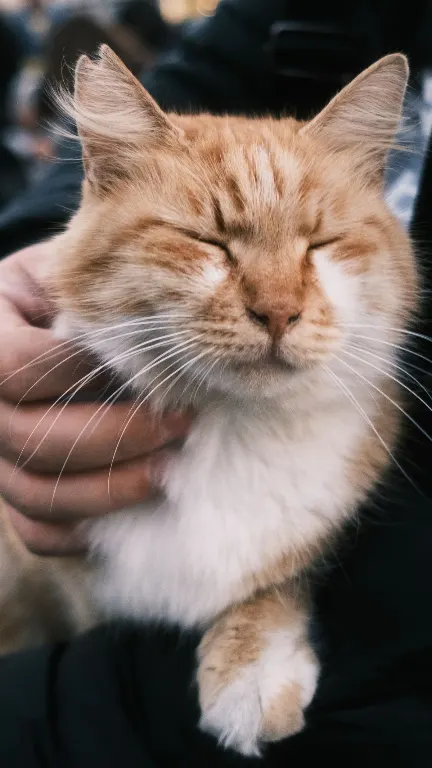 nurruma — мурлыкать