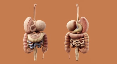 Bowel — кишечник