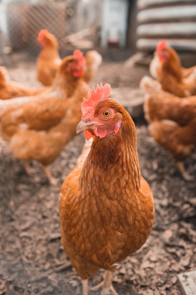 hen — курица