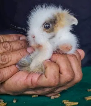 Bunny — Кролик