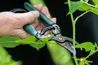 Pruning — обрезка