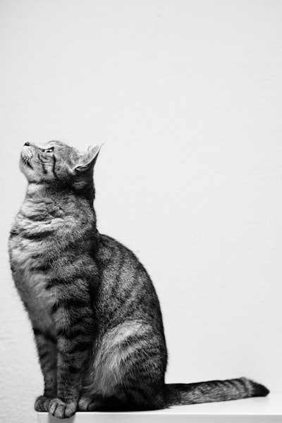 La gata está sentada — кошка сидит