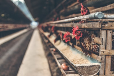 poultry — домашняя птица