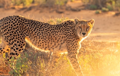 Cheetah — гепард