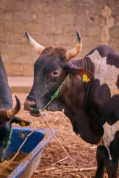 Cattle — Крупный рогатый скот