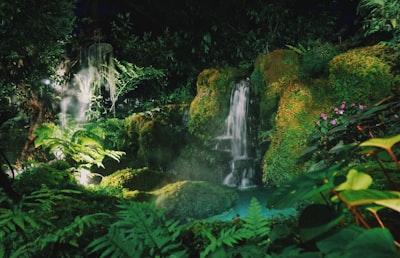 Forêt tropicale — тропический лес