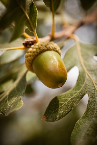 Acorn — жёлудь