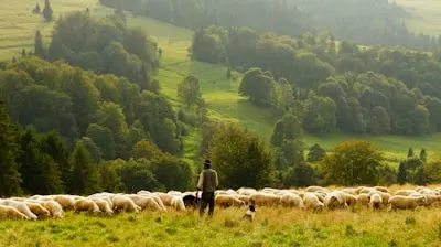 Shepherd — пастух