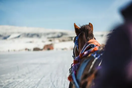 Horseback — Верхом на лошади