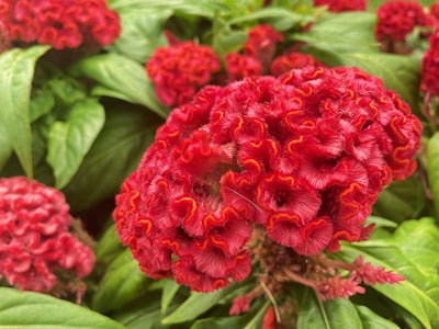 Cockscomb — петушиный гребень