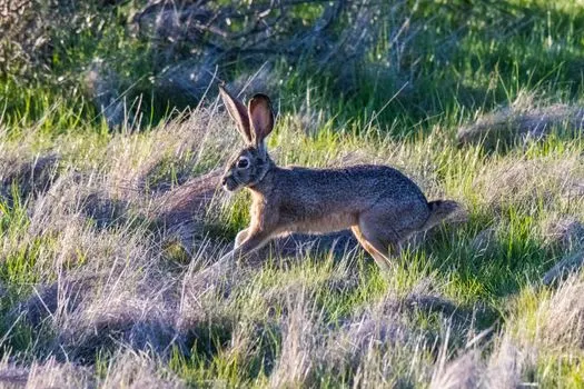 Hare — Заяц