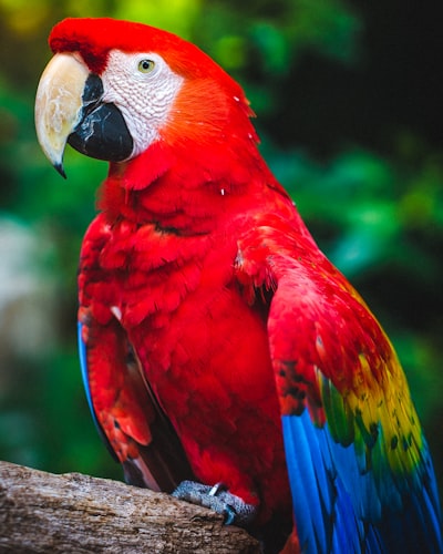 parrot talk — попугайское повторение