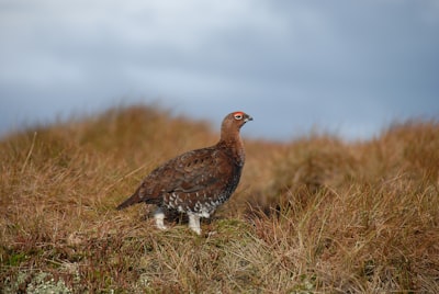 grouse — тетерев