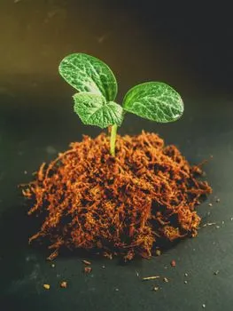 Leaf bud — Листовая почка