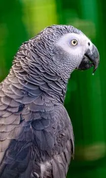 Grey beak — Серый клюв