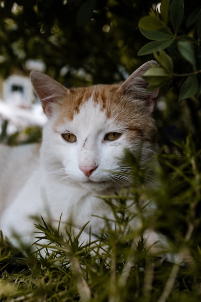 Purring — мурлычет