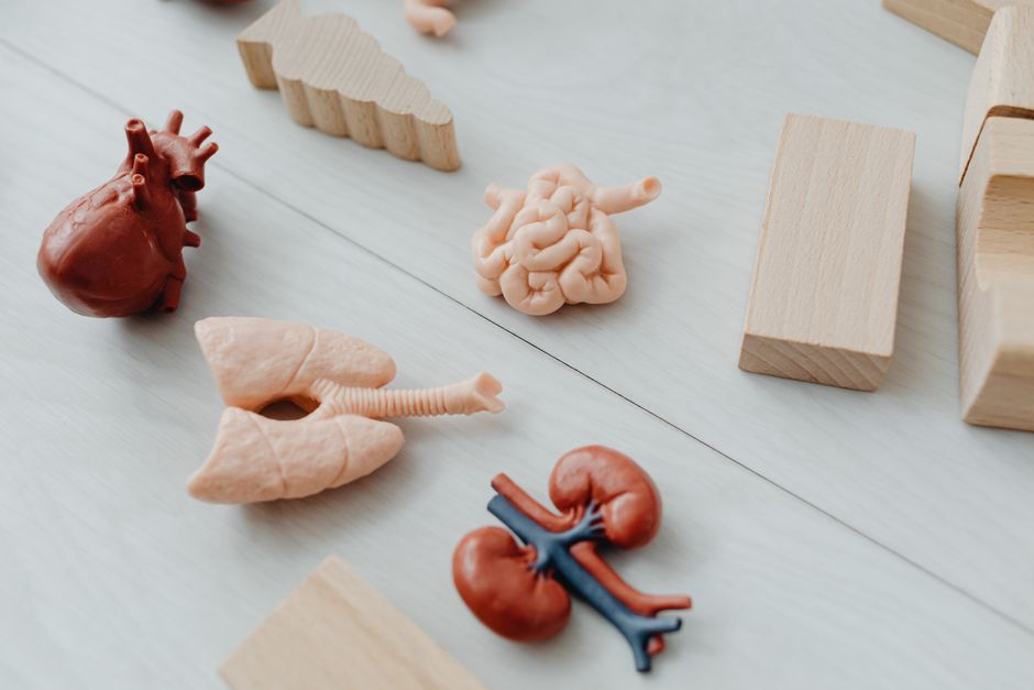 Entrail — внутренность