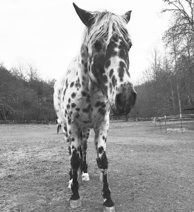 Spotty — пятнистый