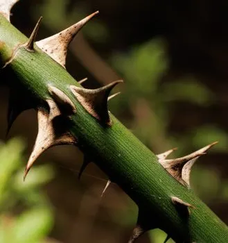 Spiny — Колючий