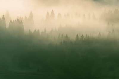 Forêt — лес
