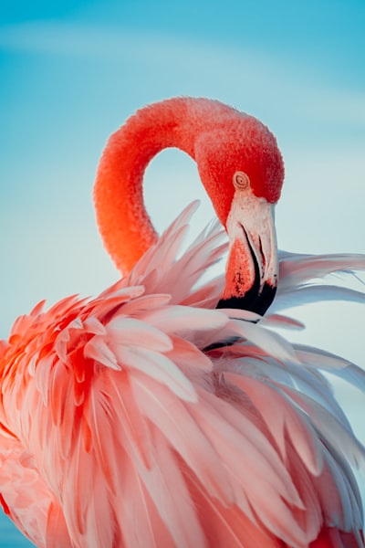 flamingo — фламинго