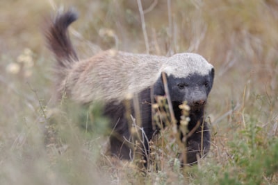 Honey badger — медоед