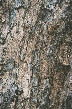 bois — древесина
