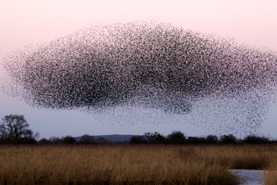 swarm — рой