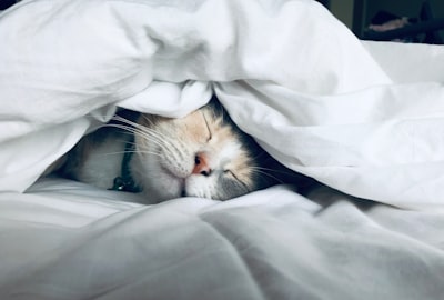Kedi hasta. — кот болен