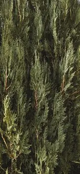 Fir tree — пихта