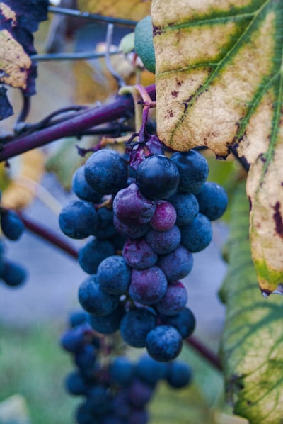 Grapevine leaves — виноградные листья