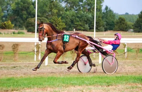 Quarter horses — Квотерхорсы