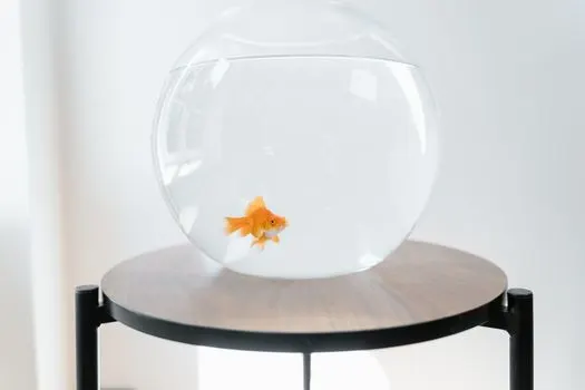 Fish tank — аквариум