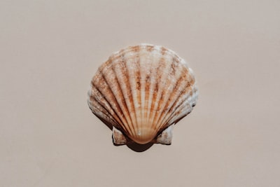 Almeja — моллюск